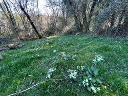 Images for Farway, Colyton