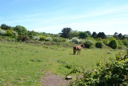 Images for Plantatation, Troon, Camborne