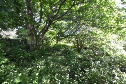 Images for Plantatation, Troon, Camborne