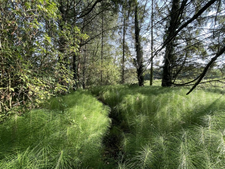 Images for Millbrook Lane, East Knoyle, Shaftesbury