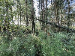 Images for Millbrook Lane, East Knoyle, Shaftesbury
