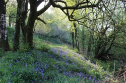 Images for Churchstanton, Taunton