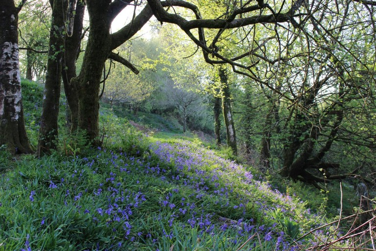 Images for Churchstanton, Taunton