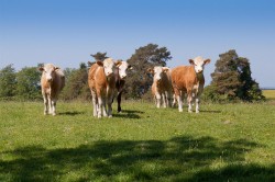 Images for White House Farmhouse & Land, Buckland Newton, Dorchester
