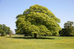 Images for White House Farm Buildings & Land, Buckland Newton, Dorchester
