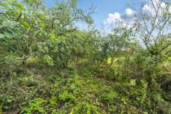 Images for Marshwood, Bridport