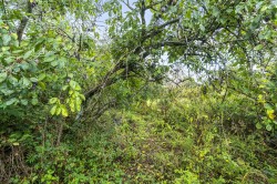 Images for Marshwood, Bridport