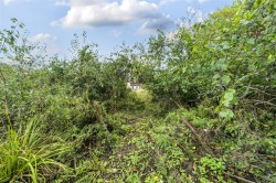 Images for Marshwood, Bridport