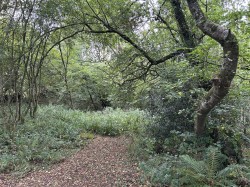 Images for Chittlehamholt