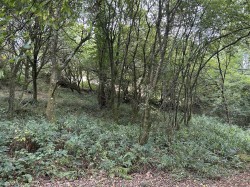 Images for Chittlehamholt