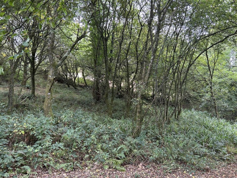 Images for Chittlehamholt