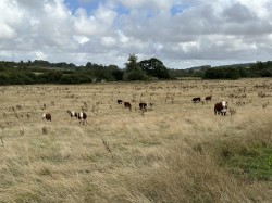 Images for Water Meadow & Grain Store, Cruxton Manor Farm, Maiden Newton, Dorchester