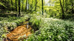 Images for Slade lane, Abbotskerswell, Newton Abbot