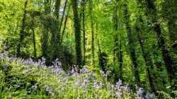 Images for Slade lane, Abbotskerswell, Newton Abbot