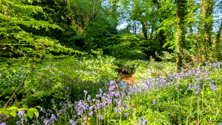 Images for Slade lane, Abbotskerswell, Newton Abbot
