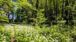 Images for Slade lane, Abbotskerswell, Newton Abbot