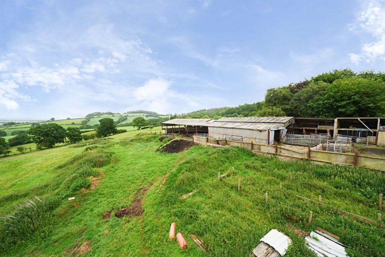 Images for Neopardy, Crediton