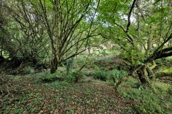 Images for Blackawton, Totnes