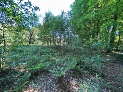 Images for Colyton
