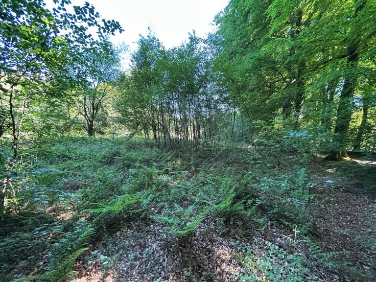 Images for Colyton