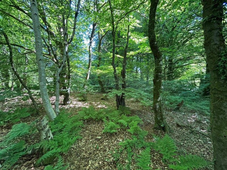 Images for Colyton