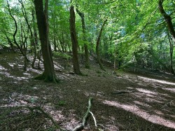 Images for Colyton