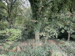 Images for Morchard Bishop, Crediton