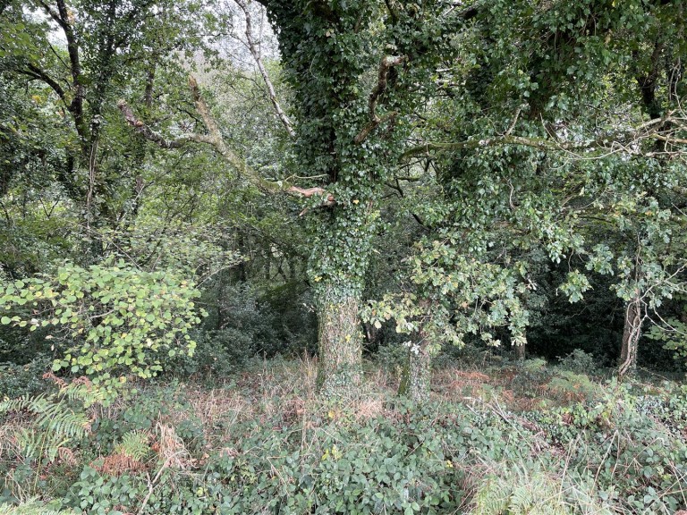 Images for Morchard Bishop, Crediton