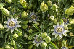 Images for Hilary Close, Axminster