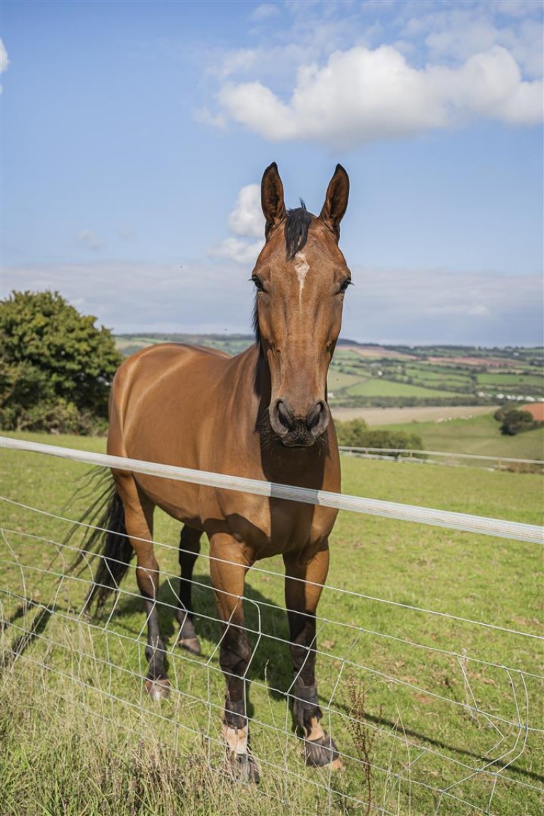 Images for Stokeinteignhead, Newton Abbot