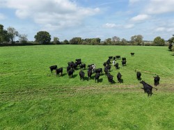 Images for Charlton Musgrove, Wincanton