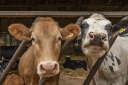 Images for Long Acres Farm, Wangfield Lane, Curdridge, Southampton