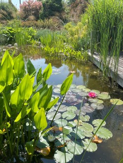 Images for Upcott, Taunton