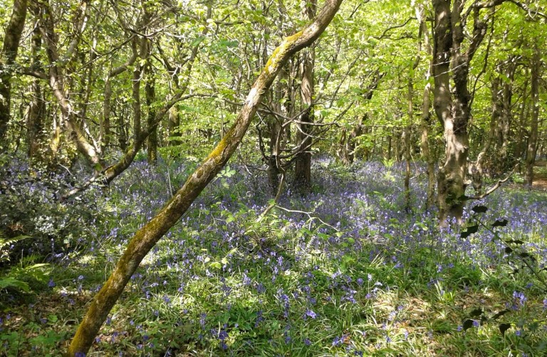 Images for Stithians, Truro