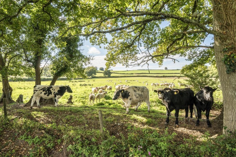 Images for Fluxton, Ottery St Mary