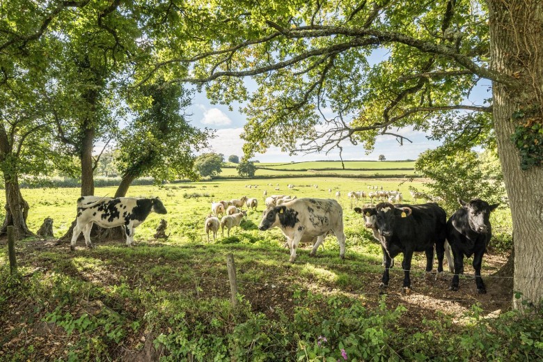 Click the photo for more details of Fluxton, Ottery St Mary