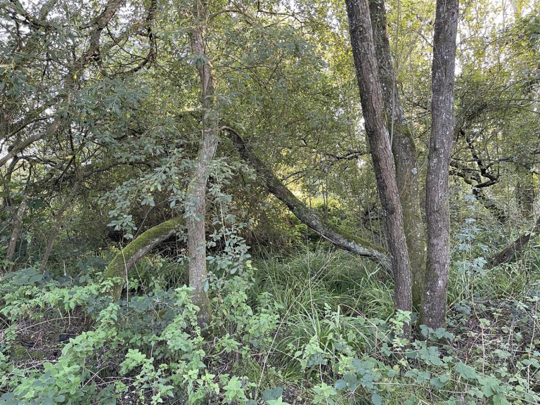 Images for Selwood, Frome