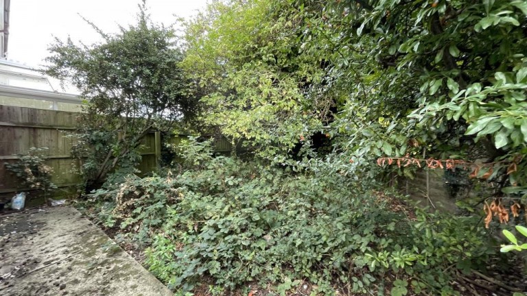 Images for Buckthorn, Ely