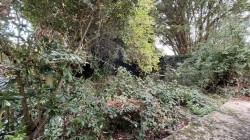 Images for Buckthorn, Ely