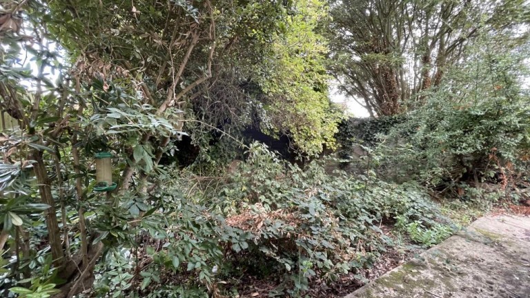 Images for Buckthorn, Ely