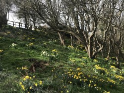 Images for Westward Ho!