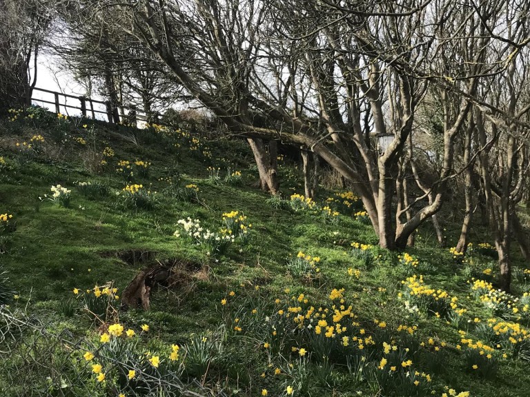 Images for Westward Ho!