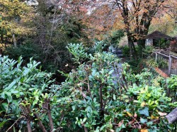 Images for Avonwick, South Brent