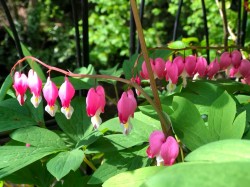 Images for Avonwick, South Brent