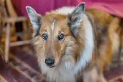 Images for Collins Road, Totnes