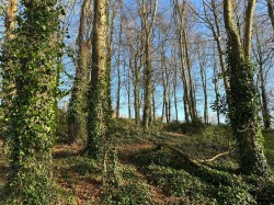 Images for Nether Compton, Sherborne