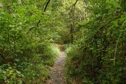 Images for Spring Grove, Milverton, Taunton