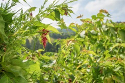 Images for Station Hill, Swimbridge, Barnstaple