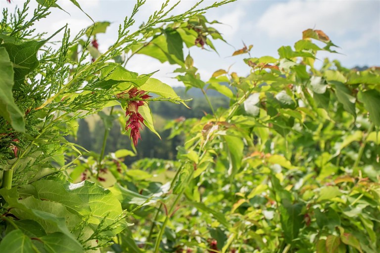 Images for Station Hill, Swimbridge, Barnstaple