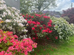 Images for Clearbrook, Yelverton